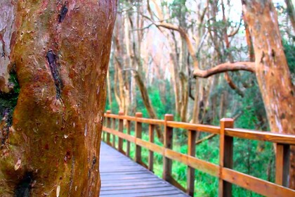 From Bariloche: Boat trip to Victoria Island and the Arrayanes Forest