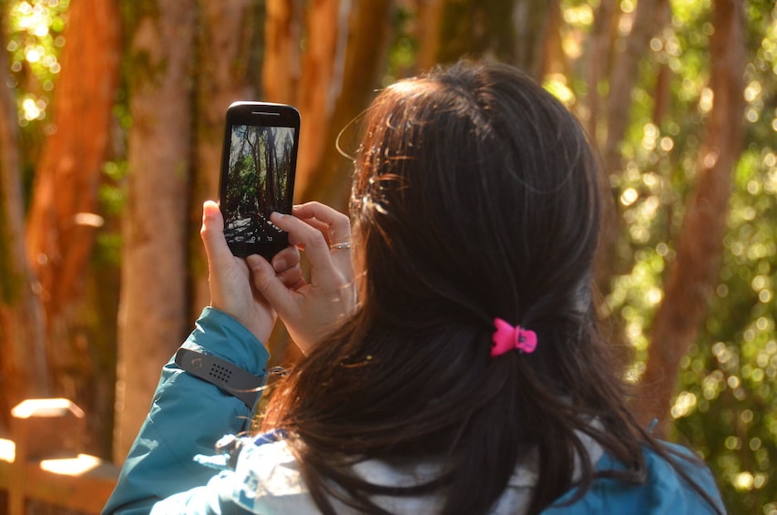 Victoria Island & Arrayanes Forest Shared Tour