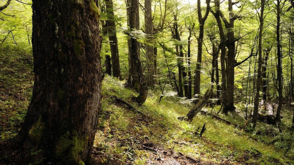 Green mossy forest in Bariloche