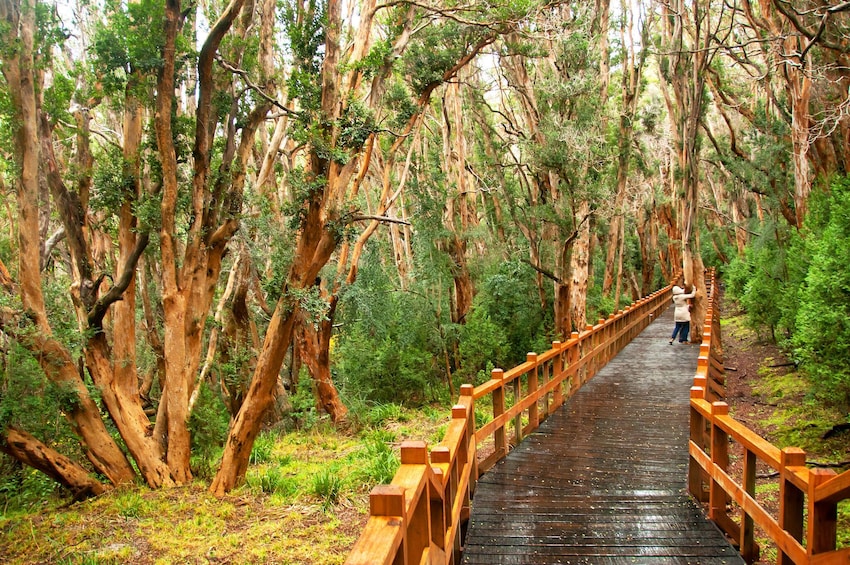 Victoria Island & Arrayanes Forest Shared Tour