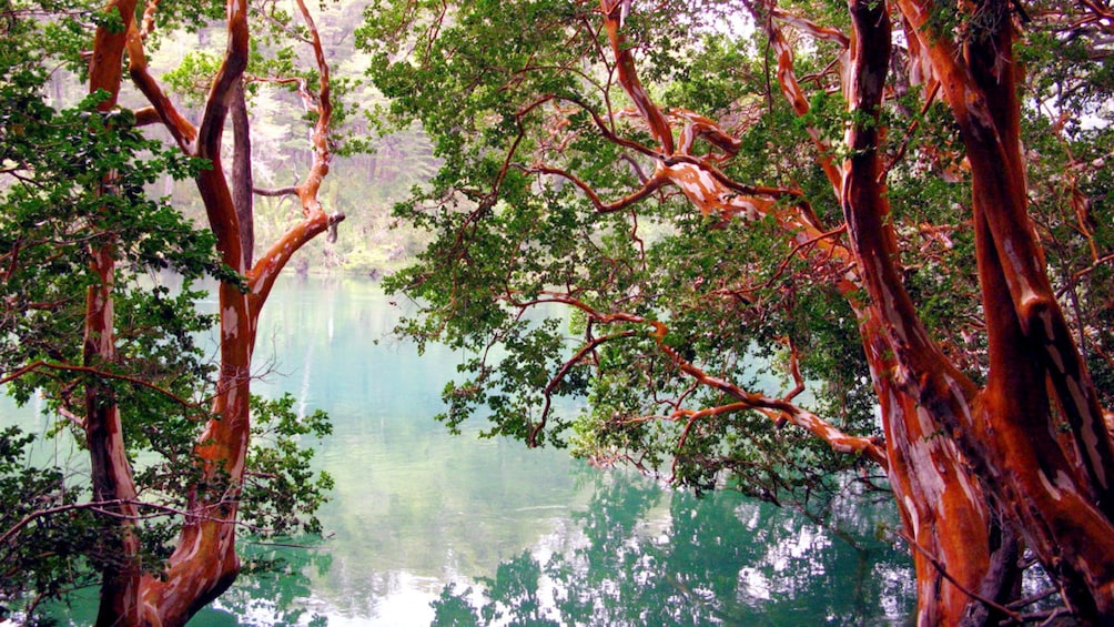 Deep red tree trunks near lake in Bariloche