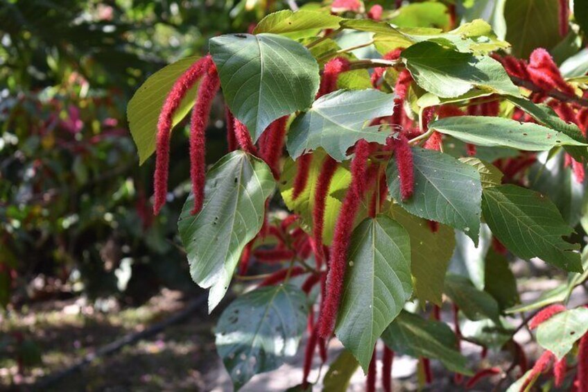 Unearth Indigenous Wisdom and Hike through Lush Rainforest