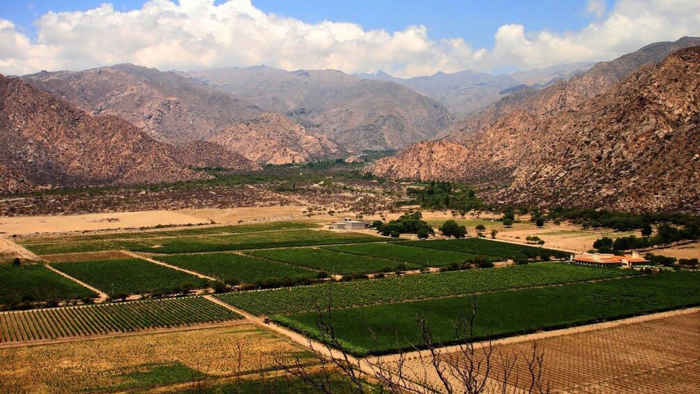 Crops growing in the CalchaquĆ Valley in Argentina