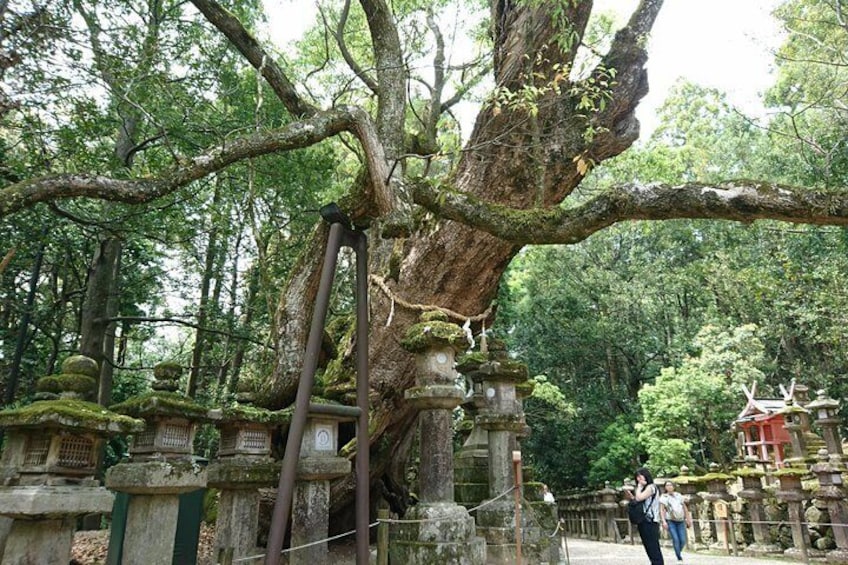 An old tree on the shrine grounds
