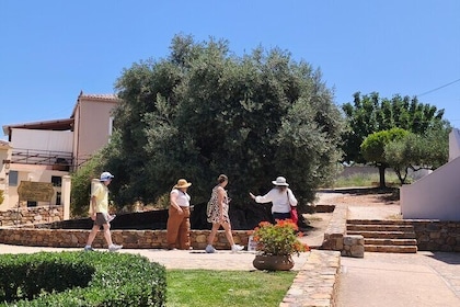 Casco antiguo de Chania - Olivo milenario - Molino de aceite de oliva
