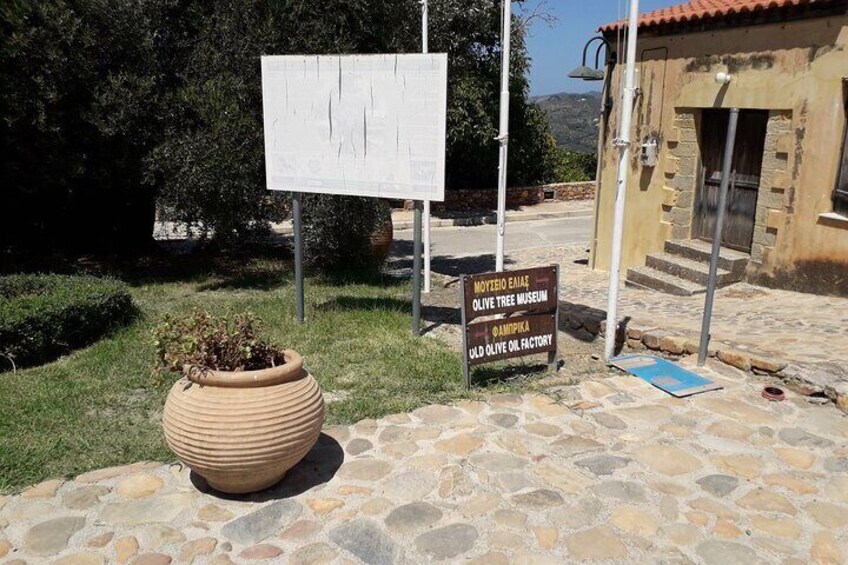 Chania Old Town - Millennial Olive Tree - Olive Oil Mill