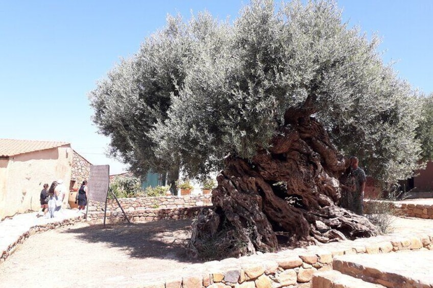 Chania Old Town - Millennial Olive Tree - Olive Oil Mill