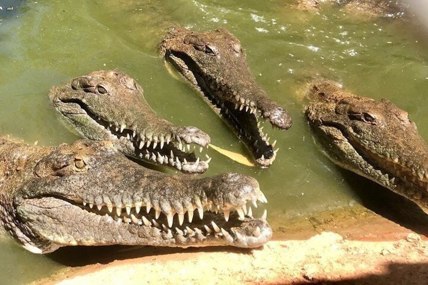 Freshwater Crocs have incredible teeth