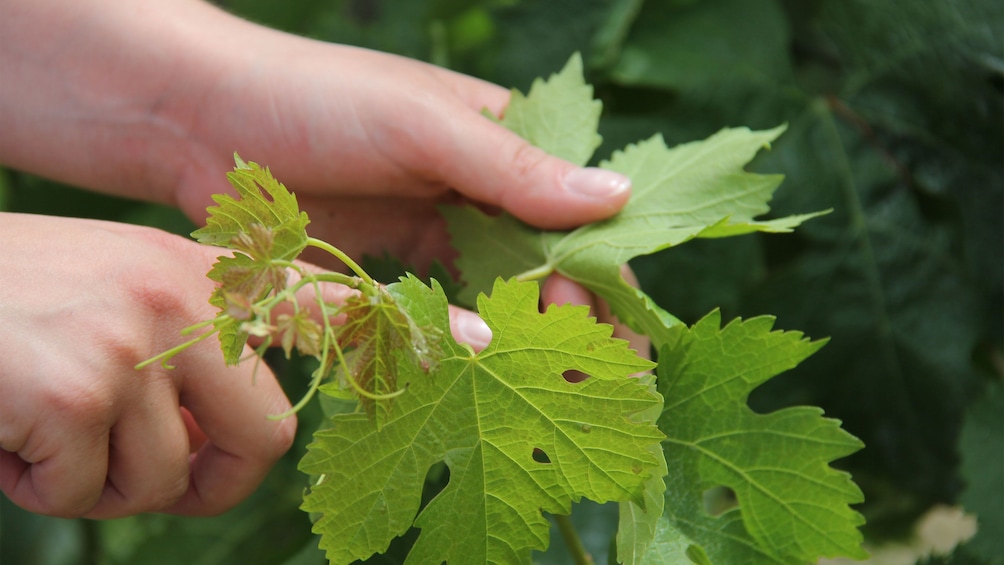 Foto 5 von 5 laden Grape leaves from a vineyard in Saint Emilion