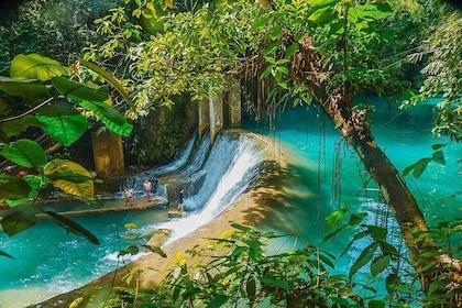 Kawasan Canyoneering, Kawasan Falls and Whaleshark Encounter