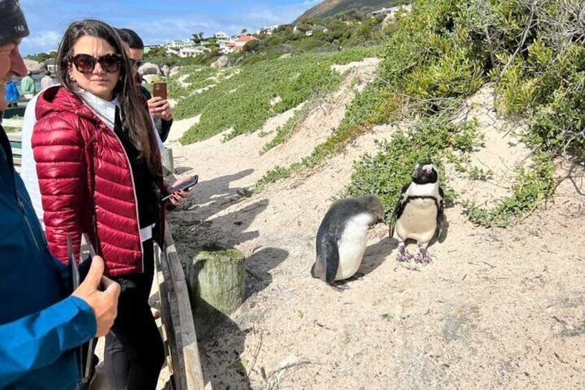 Viator VIP: Private Tour Cape Of Good Hope & Penguins From Cape Town 