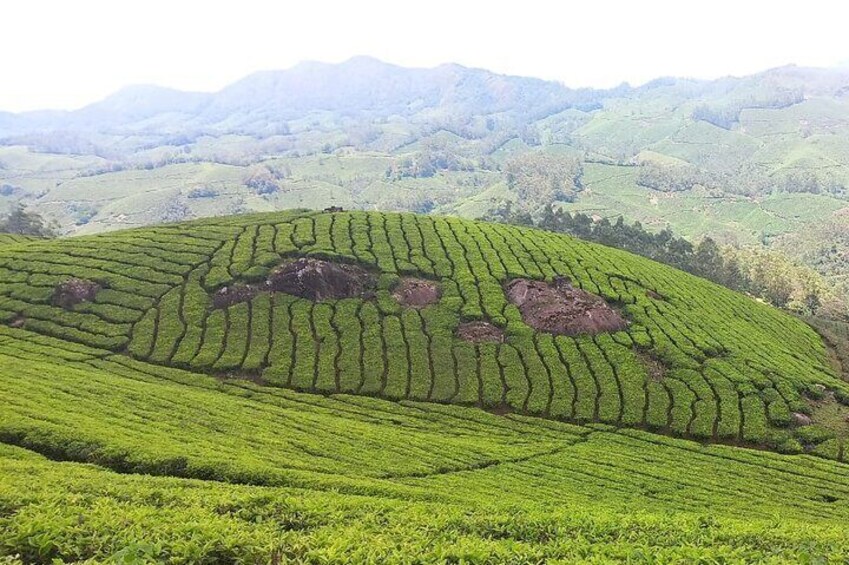 Tea plantation Hiking in Munnar with night stay ( By Munnar Info)