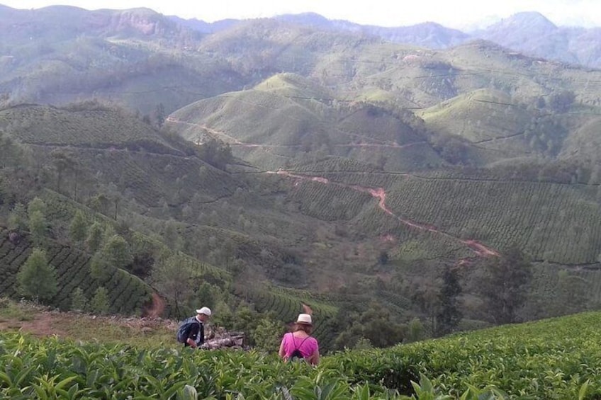 Mountain hiking through Munnar Tea plantation with Stay in Valley View Room