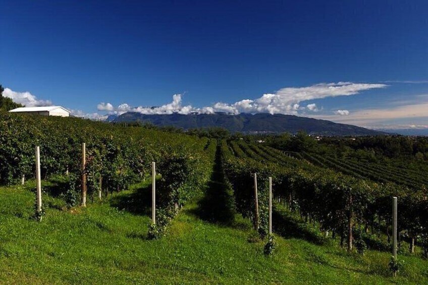 Prosecco experience. Wine tasting. Full day from Treviso