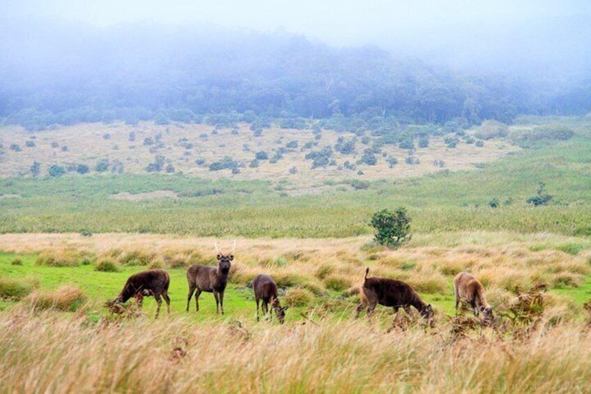 Hortan Plains Tour From Kandy