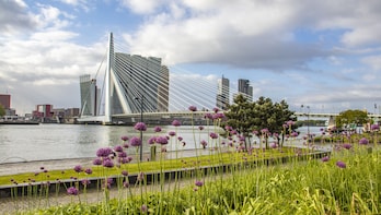Photogenic Rotterdam with a Local