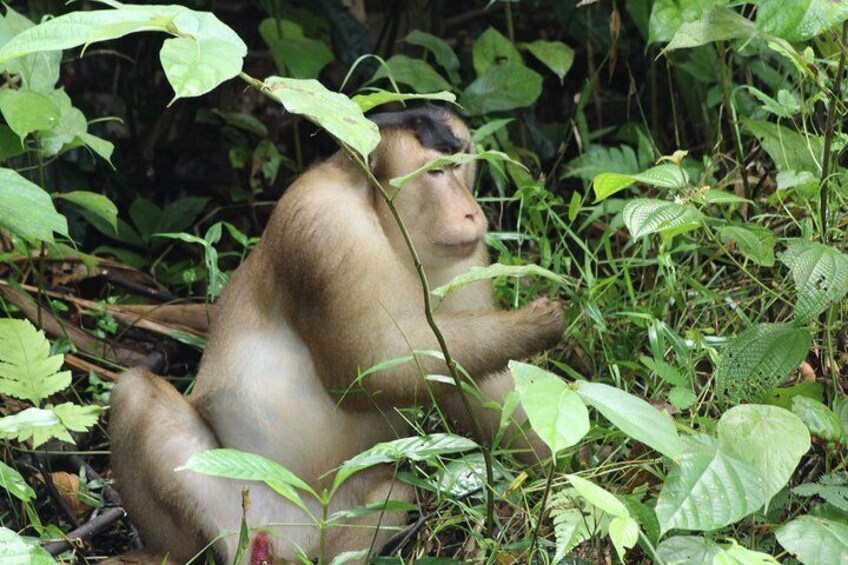 Pig Tailed Macaque
