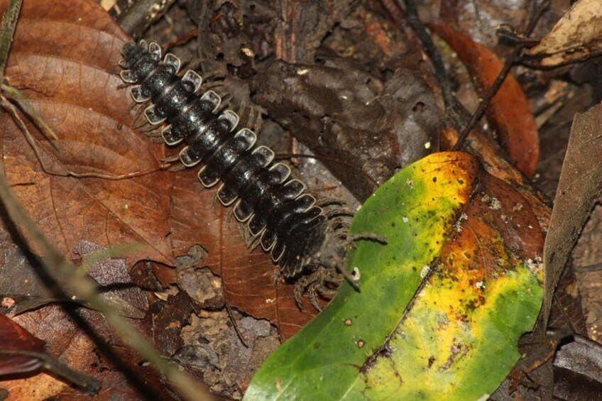 Sandakan Borneo Wildlife Day Trip Tour