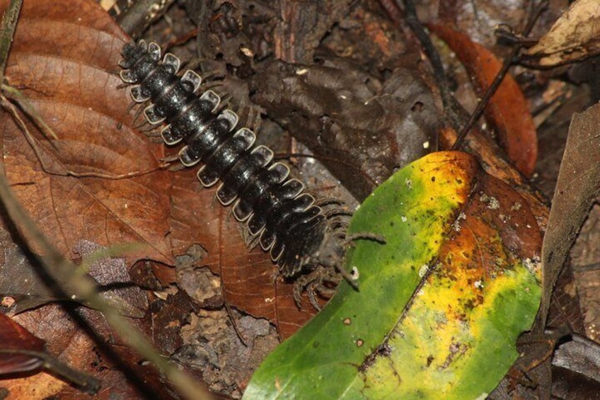Sandakan Borneo Wildlife Day Trip Tour