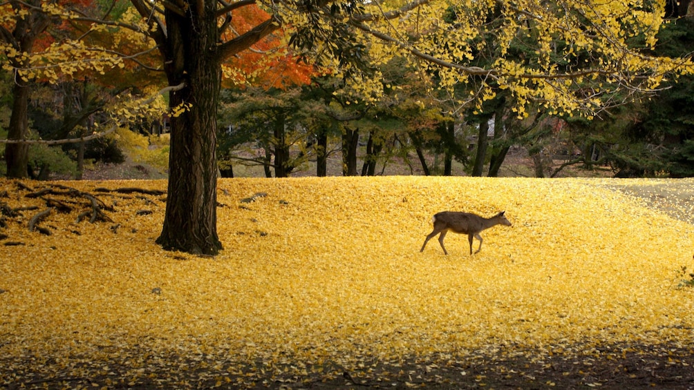 Show item 1 of 5. A grazing deer outside the temple in Japan