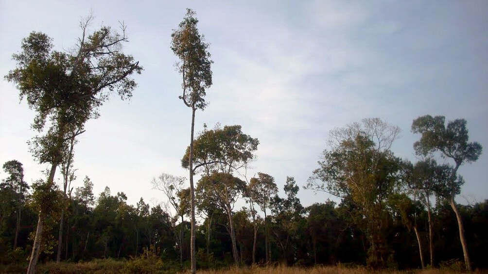 View of the trees and bushes at Kirirom National Park in Phnom Penh