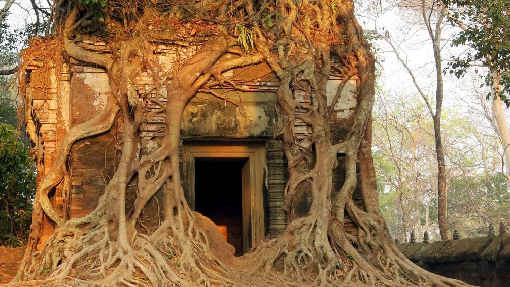 Overgrown building in siem reap