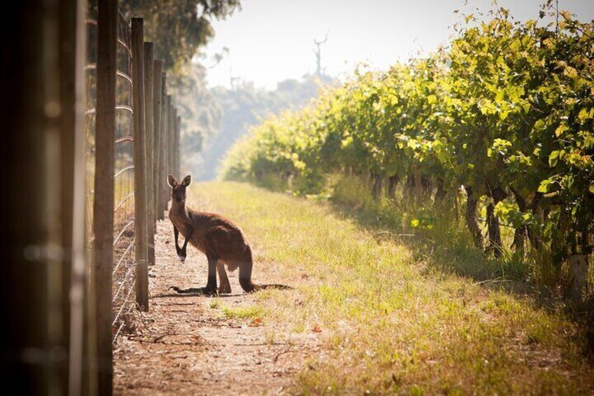 Cape Mentelle Behind The Scenes Tour