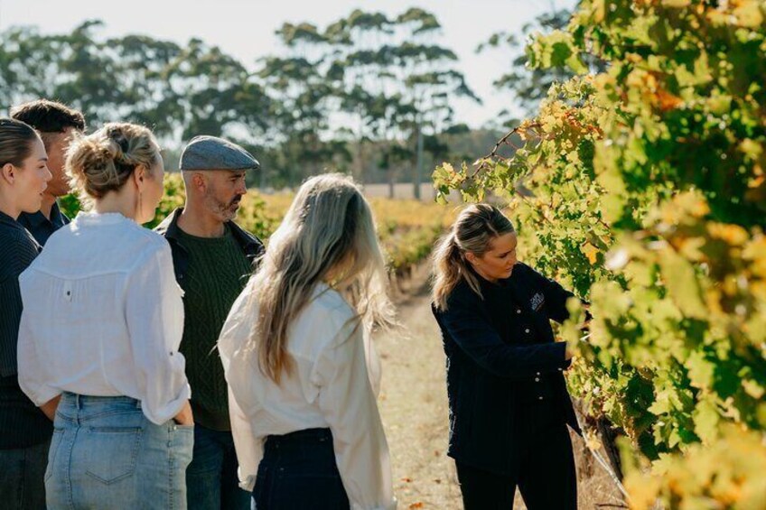 Behind The Scenes tour in the vineyards