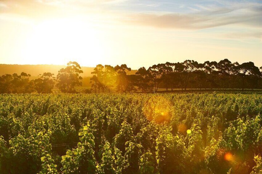 Sunset over the vineyard at Cape Mentelle