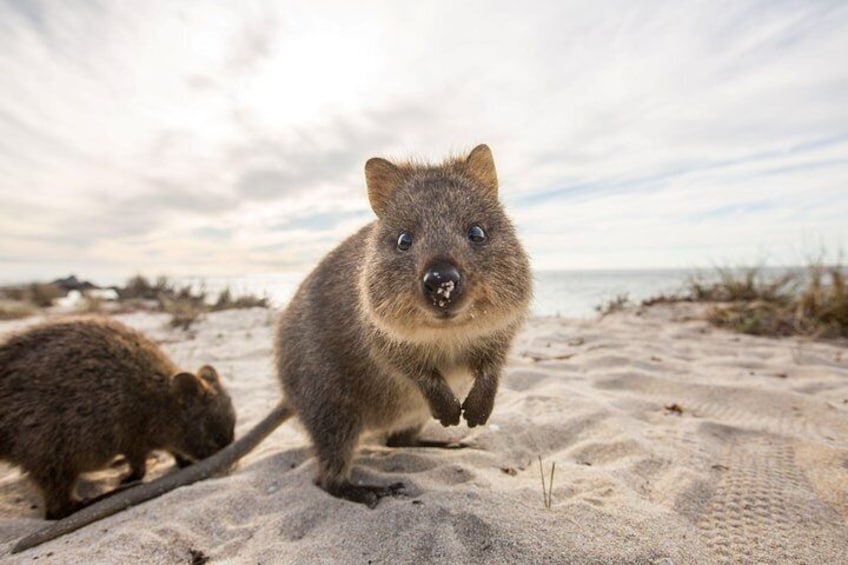 Rottnest Bayseeker Bus Tour from Hillarys Boat Harbour