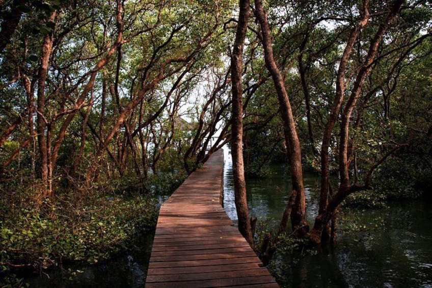 Mangrove Cruise in Cherating