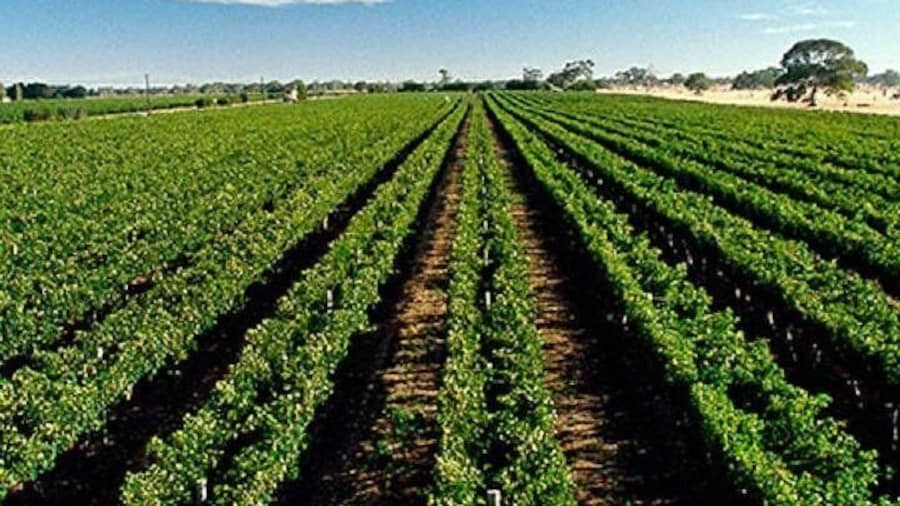 Adelaide Hills Wine Tour
