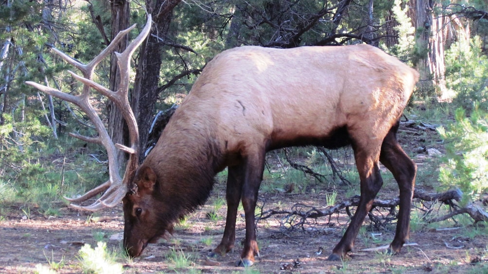 Closeup of a male deer grazing within Zion National Park