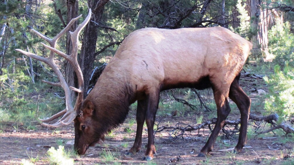 Closeup of a male deer grazing within Zion National Park