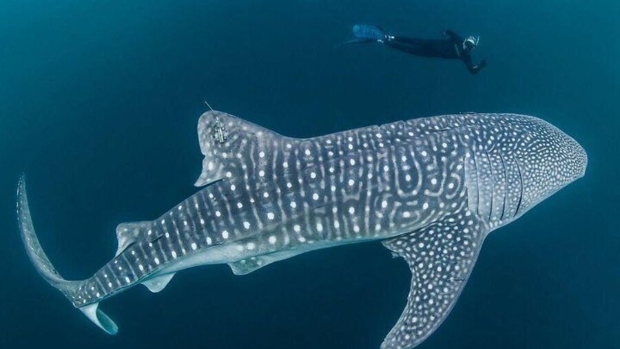 Diving with the whale sharks in Oslob