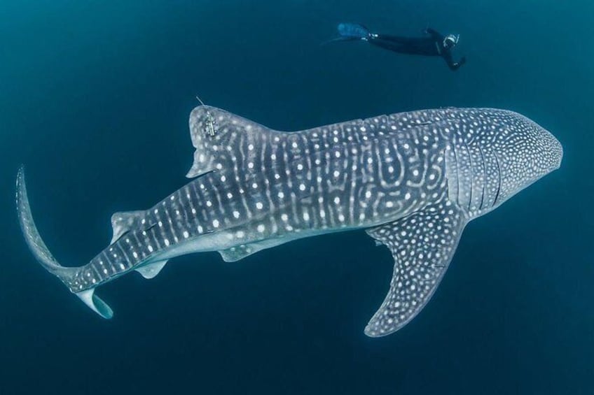 Diving with the whale sharks in Oslob
