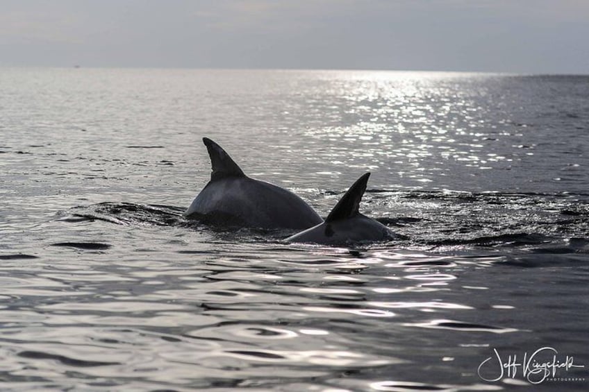 Dolphins at Sunset