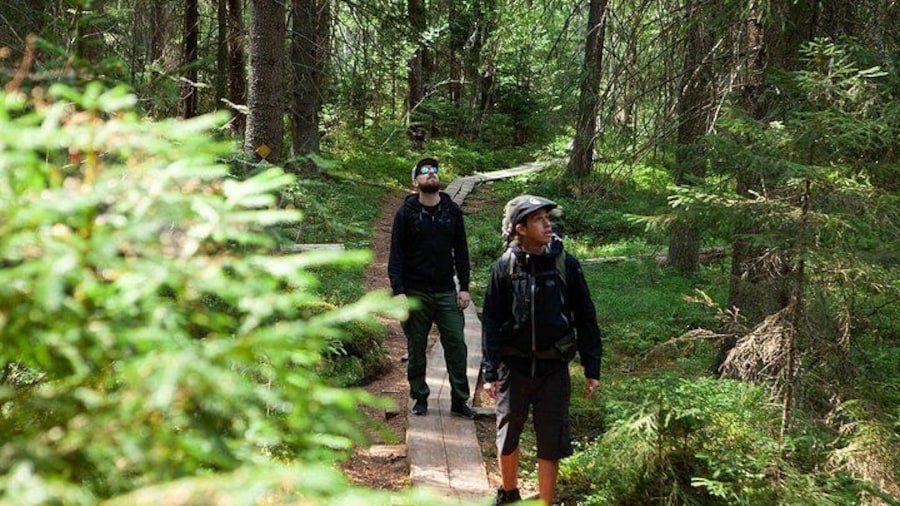 Magical Taiga Forest Hike with Lunch and Transportation