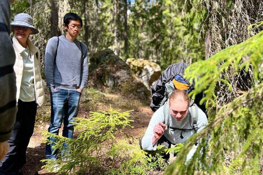 Magical Taiga Forest Hike with Lunch and Transportation