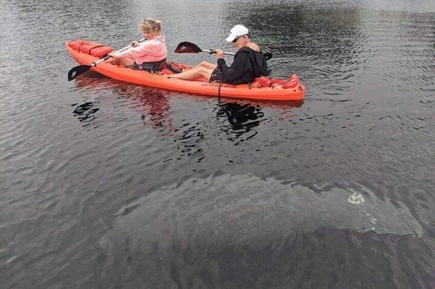 Kayaking with manatees