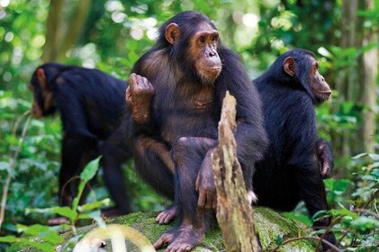 2 Days of Chimpanzee Trekking