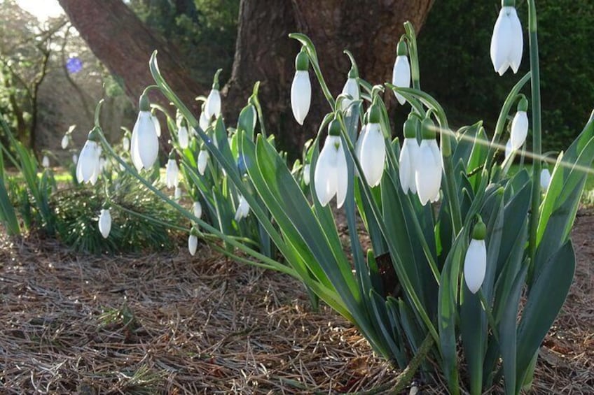 Skip-the-Line: Botanic Garden Entry Ticket