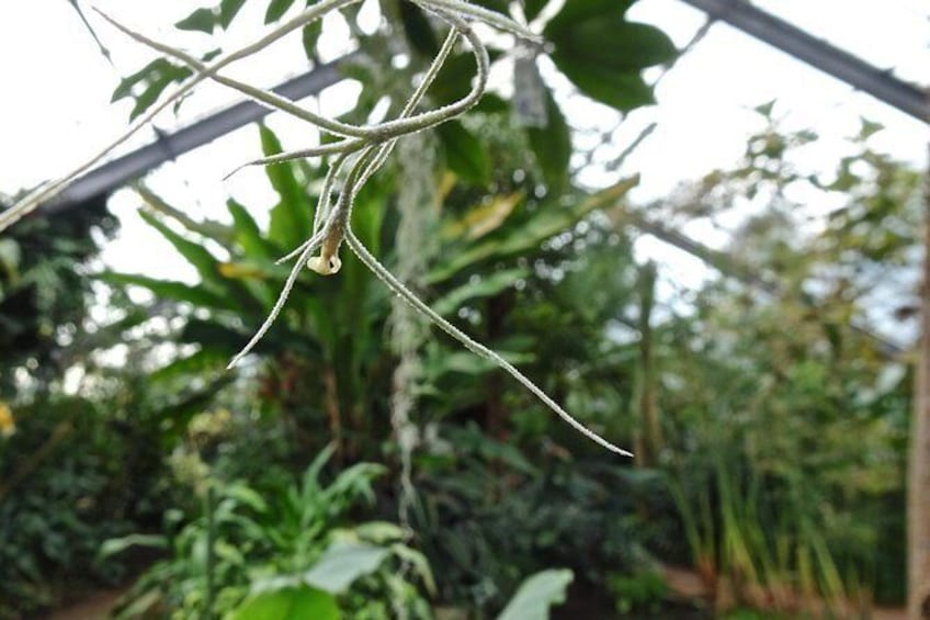 Show item 4 of 7. Skip the Line: Botanic Garden Entry Ticket