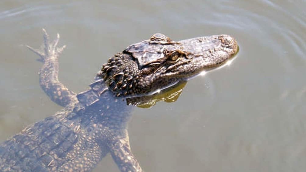 young alligator floating in water in New Orleans