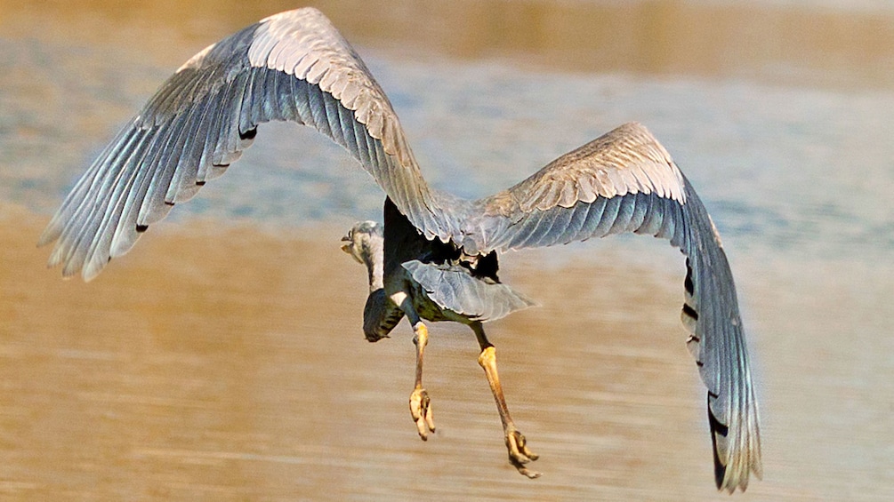 Bird seen on the Airboat Adventure in New Orleans