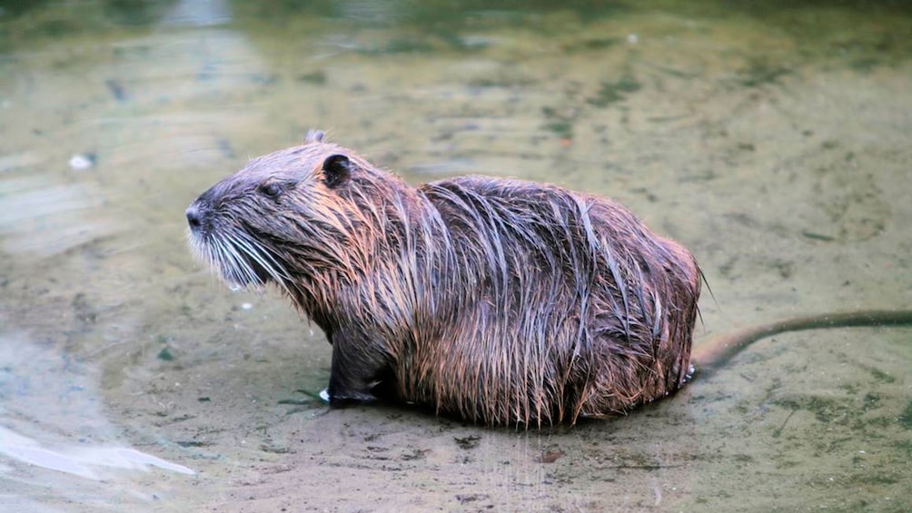 wet capybara in alligator farm in New Orleans