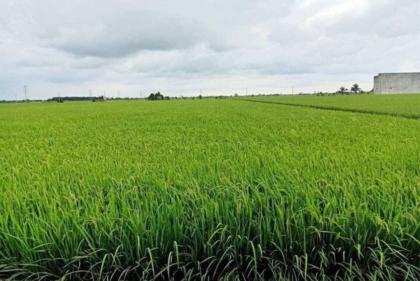 Sekinchan Paddy Field