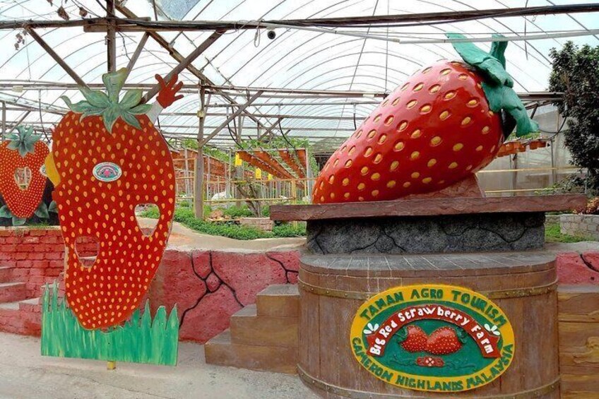 Big Red Strawberry Farm