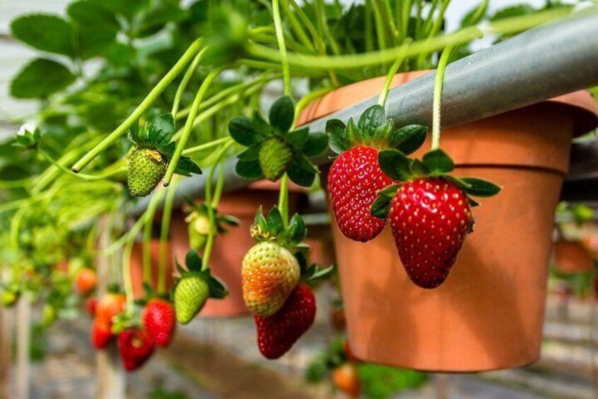 Healthy Strawberry Farm