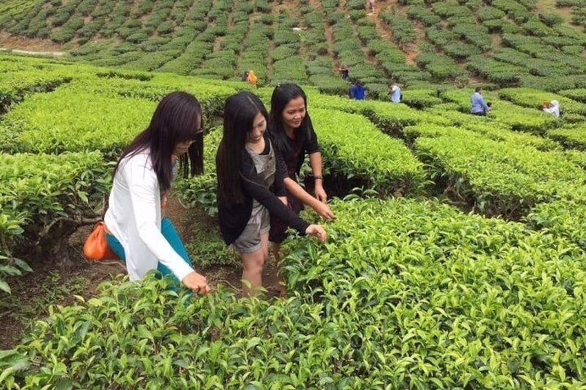 Boh's Tea Centre (Habu BOH tea plantation)